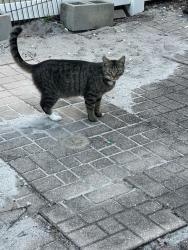 Found/Stray Unknown Cat last seen Aldama ct Ocoee , Ocoee, FL 34761