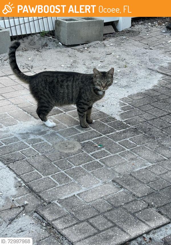 Found/Stray Unknown Cat last seen Aldama ct Ocoee , Ocoee, FL 34761