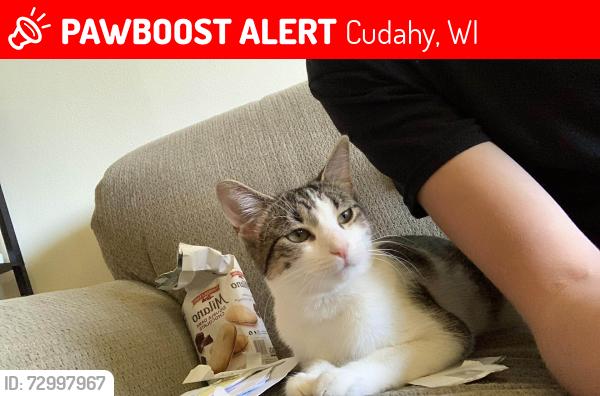 Lost Female Cat last seen Pulaski and lake drive , Cudahy, WI 53110