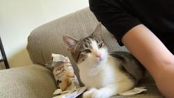 Lost Female Cat last seen Pulaski and lake drive , Cudahy, WI 53110