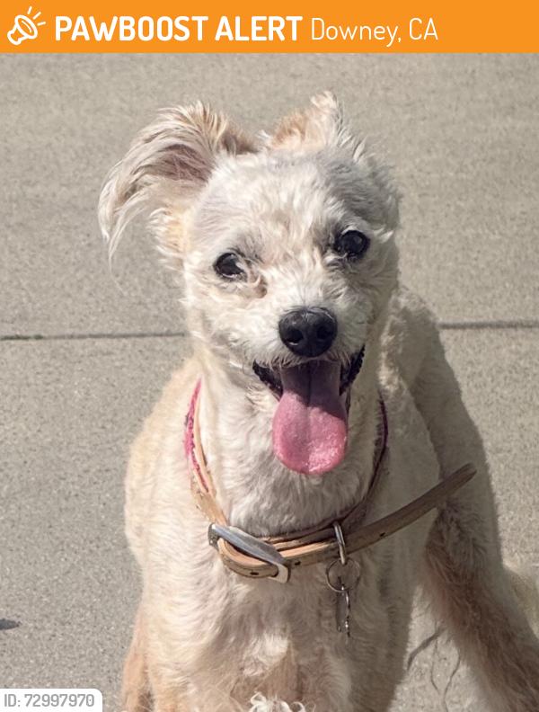 Found/Stray Female Dog last seen Western and 7th Street, Downey, CA 90241
