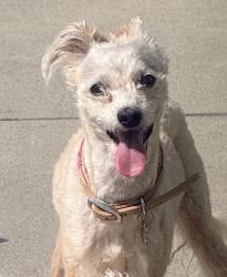 Found/Stray Female Dog last seen Western and 7th Street, Downey, CA 90241