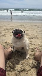 Reunited Female Dog last seen Orange Ave  and dale Ave , Anaheim, CA 92804
