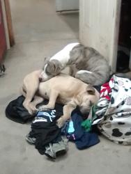 Lost Female Dog last seen Ray Street Dexter MO, Dexter, MO 63841