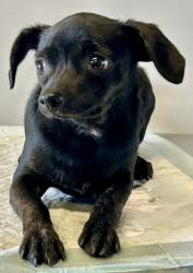 Reunited Female Dog last seen Orange St and Poplar St, Riverside, CA 92501