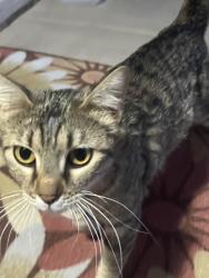 Found/Stray Female Cat last seen Balla Vista and Gantzel, San Tan Valley, AZ 85143