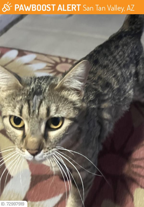 Found/Stray Female Cat last seen Balla Vista and Gantzel, San Tan Valley, AZ 85143