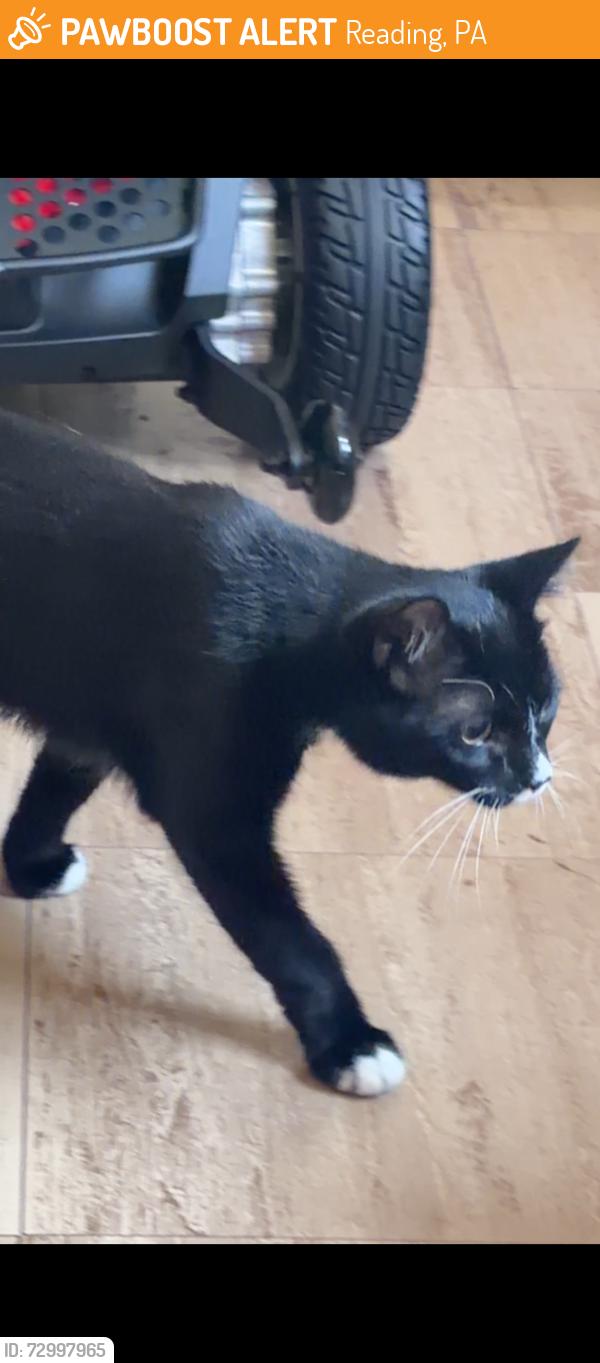 Found/Stray Unknown Cat last seen Washington St, Reading, PA 19601