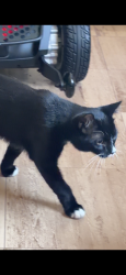 Found/Stray Unknown Cat last seen Washington St, Reading, PA 19601
