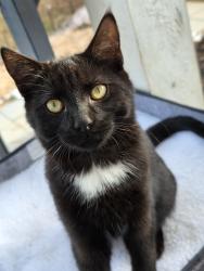 Lost Male Cat last seen Orange Street and Heflin, Charlotte, NC 28205