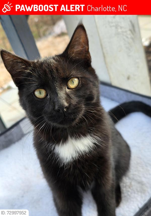 Lost Male Cat last seen Orange Street and Heflin, Charlotte, NC 28205