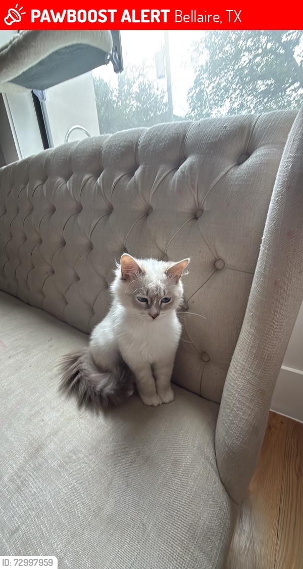 Lost Male Cat last seen Bellaire, Bellaire, TX 77401
