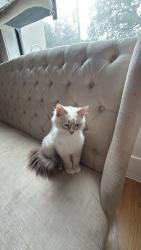 Lost Male Cat last seen Bellaire, Bellaire, TX 77401