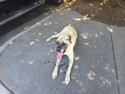 Reunited Female Dog last seen Laquntia inn and extended stay in Winston Salem North Carolina , Winston-Salem, NC 27108
