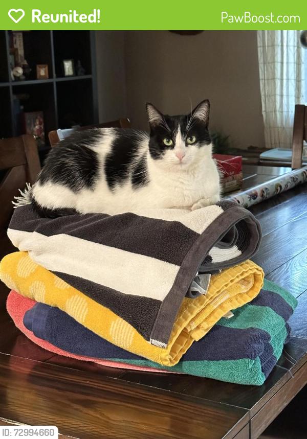 Reunited Female Cat last seen Wellington Ave & Holt Avenue Tustin, North Tustin, CA 92780