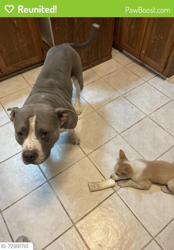 Reunited Male Dog last seen Koehler and green valley rd, Marion, TX 78124