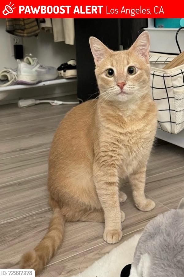 Lost Female Cat last seen Loring Ave & Wyton Drive , Los Angeles, CA 90024