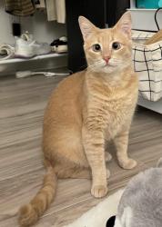 Lost Female Cat last seen Loring Ave & Wyton Drive , Los Angeles, CA 90024