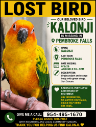 Lost Male Bird last seen Sheridan Street and 125th Avenue , Pembroke Pines, FL 33026