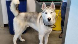 Shelter Stray Male Dog last seen , West Valley Animal Shelter, 20655 Plummer St, Chatsworth, CA 91311, USA