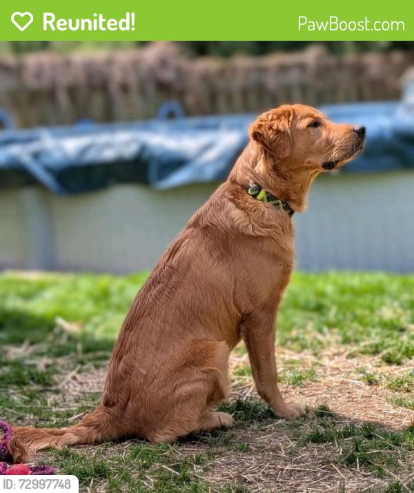 Reunited Male Dog last seen Near valley rd, Chatham, ON N7L 4W9