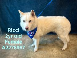 Shelter Stray Female Dog last seen , 14409 Vanowen St, Van Nuys, CA 91405, USA
