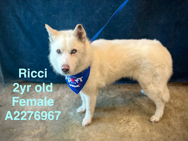 Shelter Stray Female Dog last seen , 14409 Vanowen St, Van Nuys, CA 91405, USA