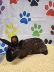 Shelter Stray Male Other last seen , West Valley Animal Shelter, 20655 Plummer St, Chatsworth, CA 91311, USA