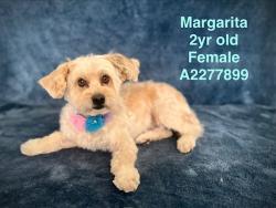Shelter Stray Female Dog last seen , 14409 Vanowen St, Van Nuys, CA 91405, USA
