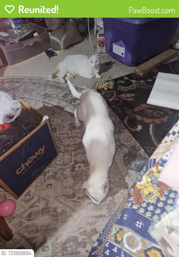 Reunited Female Cat last seen Sunrise and Fairview, Lexington, NC 27292