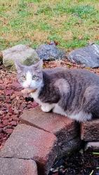 Lost Male Cat last seen Deer Meadow Subdivision, East flt Rock, NC, Flat Rock, NC 28731