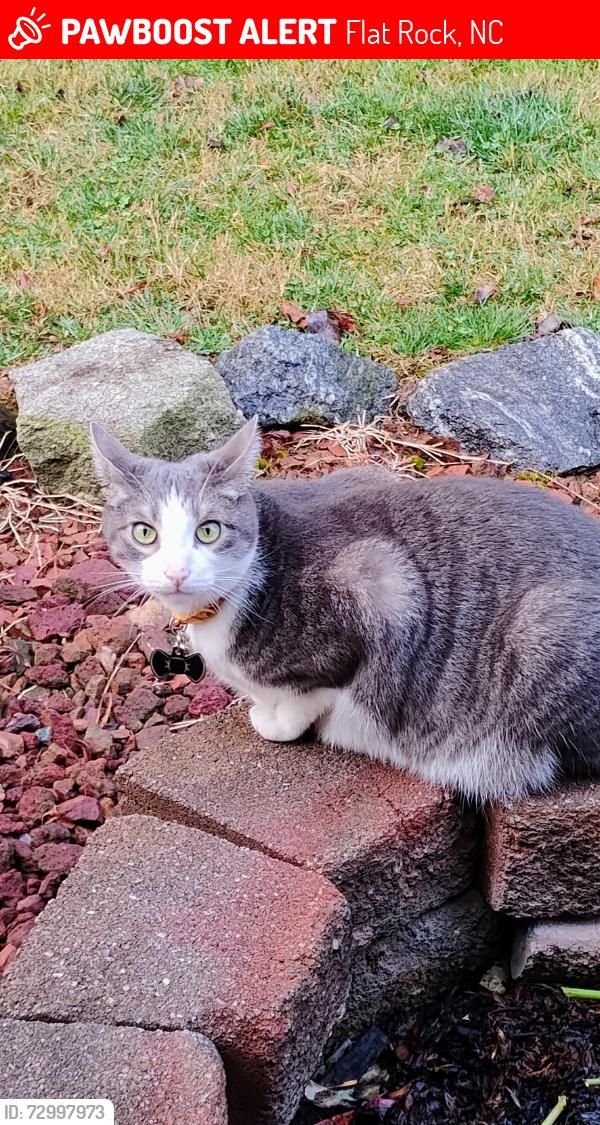 Lost Male Cat last seen Deer Meadow Subdivision, East flt Rock, NC, Flat Rock, NC 28731