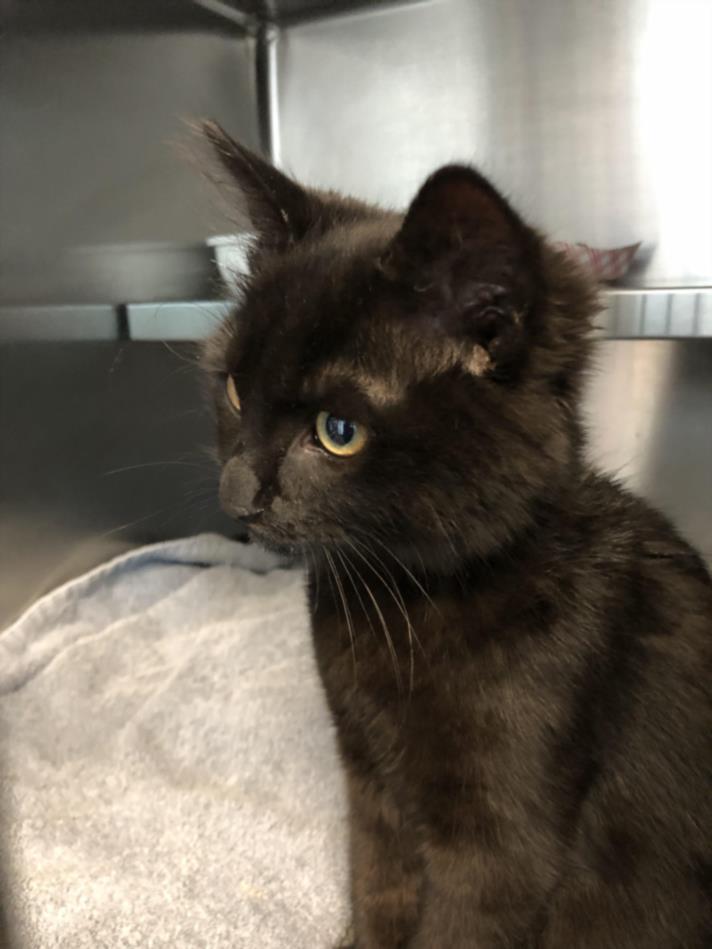 Shelter Stray Female Cat last seen , 1850 W 60th St, Los Angeles, CA 90047, USA
