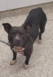 Shelter Stray Female Dog last seen Near BLOCK GLASTONBURY DETROIT, MI 48219, 7401 Chrysler Dr, Detroit, MI 48211, USA