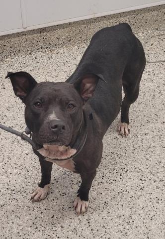 Shelter Stray Female Dog last seen Near BLOCK GLASTONBURY DETROIT, MI 48219, 7401 Chrysler Dr, Detroit, MI 48211, USA