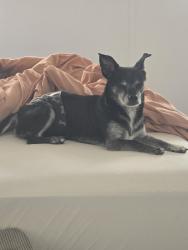 Reunited Male Dog last seen Dayflower and angus valley dr, Wesley Chapel, FL 33544