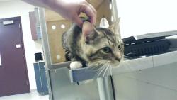 Shelter Stray Male Cat last seen Near CALISTA CIR, FAYETTEVILLE NC 28304, 4704 Corporation Dr, Fayetteville, NC 28306, USA