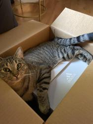 Lost Male Cat last seen 15th ave and Northern, Phoenix, AZ 85021