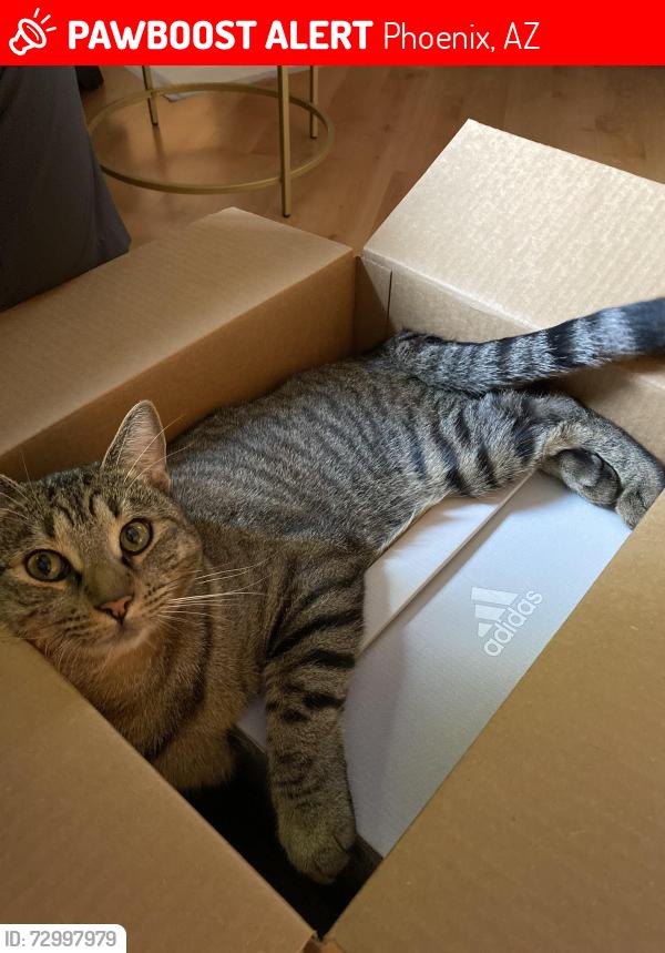 Lost Male Cat last seen 15th ave and Northern, Phoenix, AZ 85021