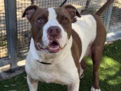 Shelter Stray Male Dog last seen , 1850 W 60th St, Los Angeles, CA 90047, USA
