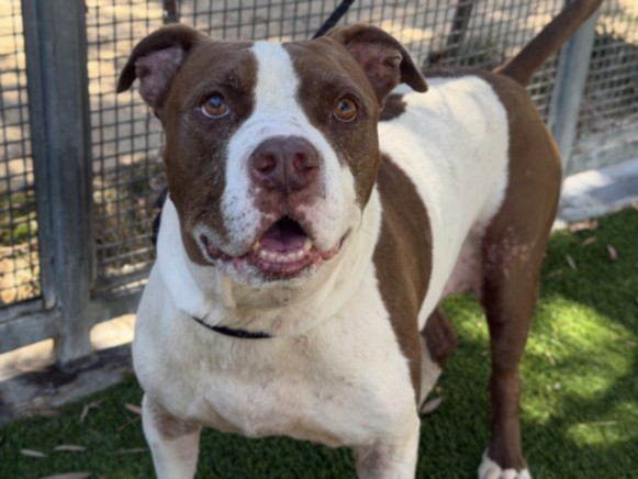 Shelter Stray Male Dog last seen , 1850 W 60th St, Los Angeles, CA 90047, USA