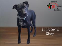 Shelter Stray Male Dog last seen , 1850 W 60th St, Los Angeles, CA 90047, USA