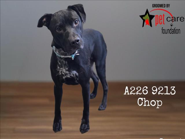 Shelter Stray Male Dog last seen , 1850 W 60th St, Los Angeles, CA 90047, USA