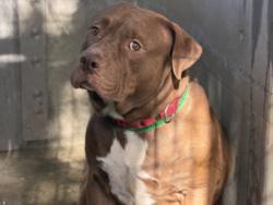 Shelter Stray Male Dog last seen , 1850 W 60th St, Los Angeles, CA 90047, USA