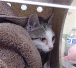Shelter Stray Male Cat last seen Near BLOCK ROBINS DR, DENVER CO 80239, 1241 W Bayaud Ave, Denver, CO 80223, USA