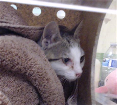 Shelter Stray Male Cat last seen Near BLOCK ROBINS DR, DENVER CO 80239, 1241 W Bayaud Ave, Denver, CO 80223, USA