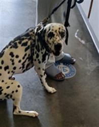 Shelter Stray Male Dog last seen , 1850 W 60th St, Los Angeles, CA 90047, USA