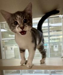 Shelter Stray Female Cat last seen Near BLOCK PINE ST, PUEBLO CO 81004, 4600 Eagleridge Pl, Pueblo, CO 81008, USA