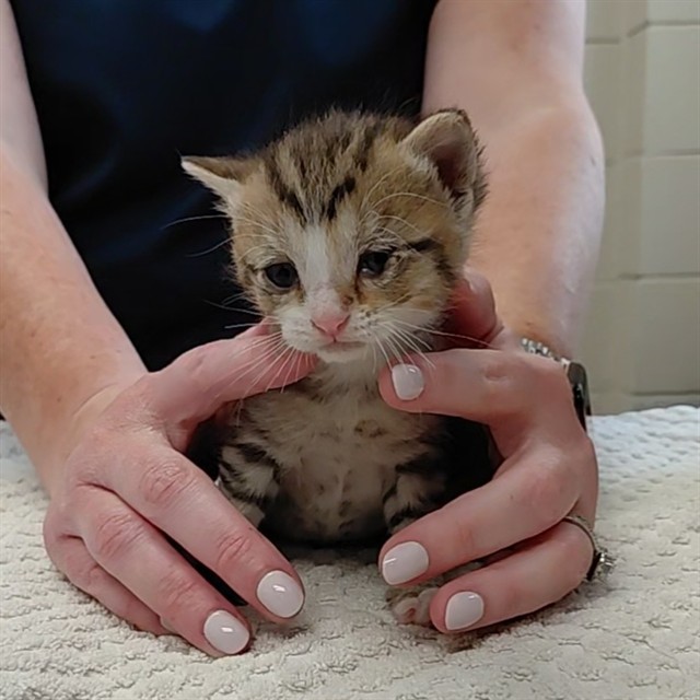 Shelter Stray Female Cat last seen , 4950 SW Triana Blvd, Huntsville, AL 35805, USA
