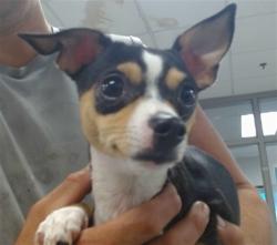Shelter Stray Female Dog last seen NW 63RD & MERIDIAN, 2811 SE 29th St, Oklahoma City, OK 73129, USA